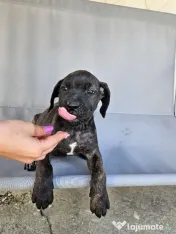vând catelusa cane corso