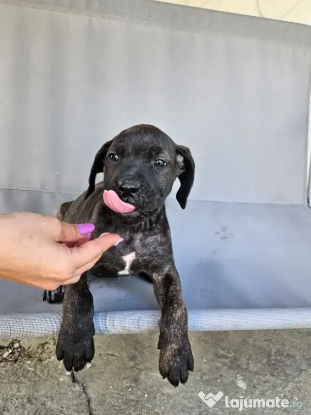 vând catelusa cane corso