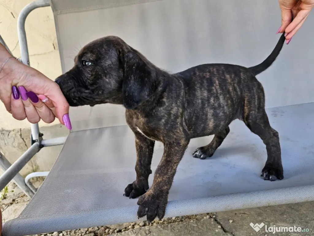 vând catelusa cane corso