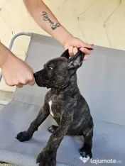 vând catelusa cane corso