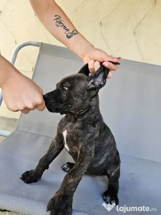 vând catelusa cane corso