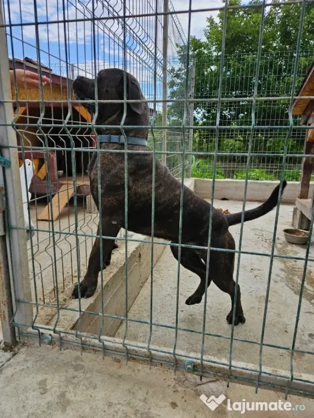 vând catelusa cane corso