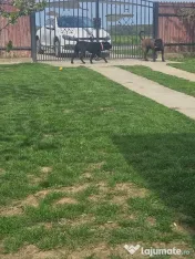 vând catelusa cane corso