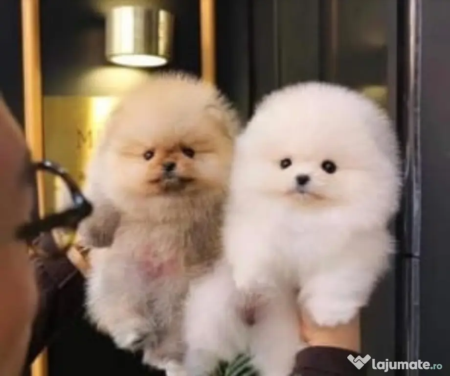 Pomeranian talie mica rasa pura