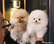 Pomeranian talie mica rasa pura 