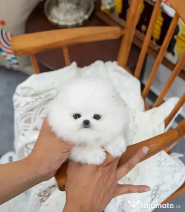 Pomeranian talie mica rasa pura