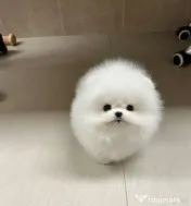 Pomeranian talie mica rasa pura 