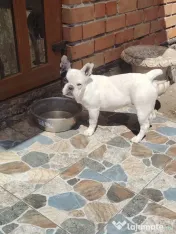 Bulldog francez