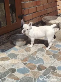 Bulldog francez