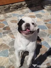 Bulldog francez
