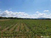 Teren agricol extravilan Podu Oltului la limita UAT Harman si UAT Prejmer 