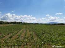 Teren agricol Podu Oltului la limita UAT Harman si UAT Prejmer 20300mp