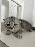 Pui Pisica Scottish Fold