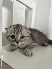 Pui Pisica Scottish Fold 