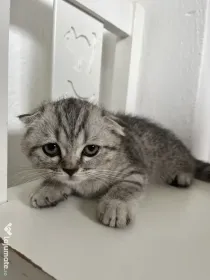 Pui Pisica Scottish Fold