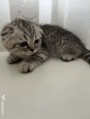 Pui Pisica Scottish Fold 