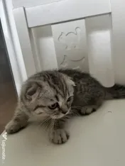 Pui Pisica Scottish Fold 
