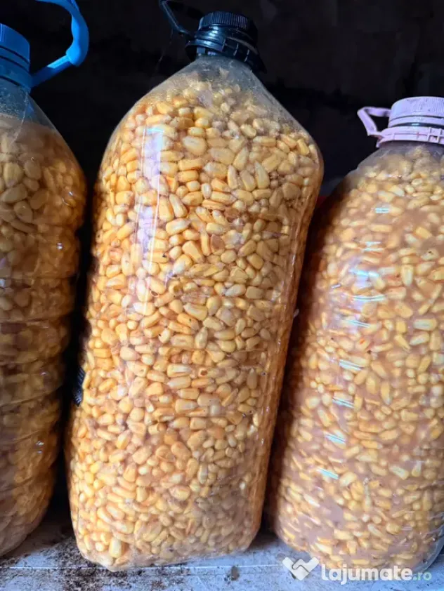 Porumb fermentat Nada pentru pescuit plantat