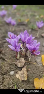 Bulbi de șofran /șofran 