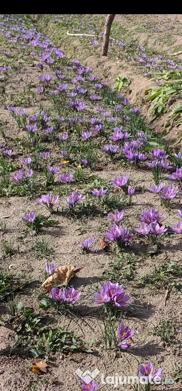 Bulbi de șofran /șofran