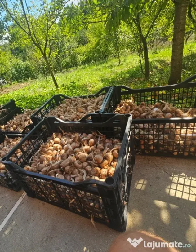 Bulbi de șofran /șofran