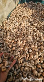 Bulbi de șofran /șofran 