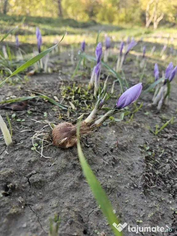 Bulbi de șofran /șofran