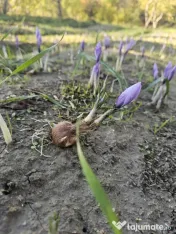 Bulbi de șofran /șofran 