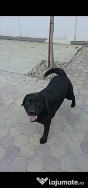 Labrador Retriever Negru, 2 ani – Cu Pedigree Tip A 