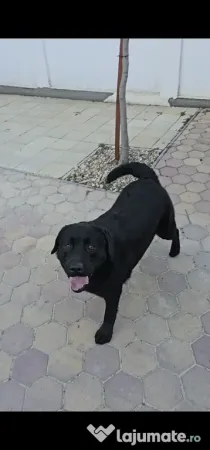 Labrador Retriever Negru, 2 ani – Cu Pedigree Tip A