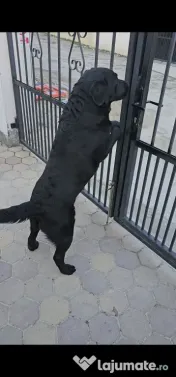Labrador Retriever Negru, 2 ani – Cu Pedigree Tip A 