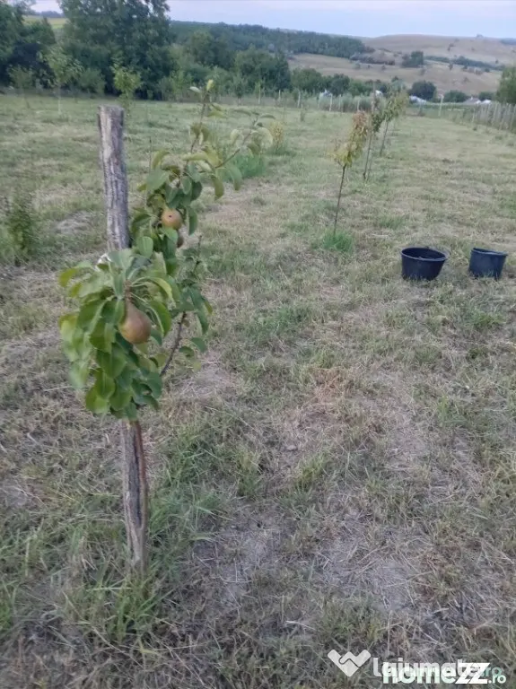 Casa cu etaj in sat Poiana-Braesti
