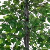 Arbore Artificial de Banan Outsunny, Planta Artificiala, bananier artificial | Aosom Romania
