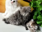 pisoiași superpufosi persani caută familii iubitoare