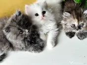 pisoiași superpufosi persani caută familii iubitoare