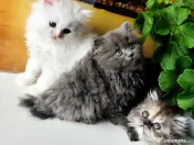 pisoiași superpufosi persani caută familii iubitoare
