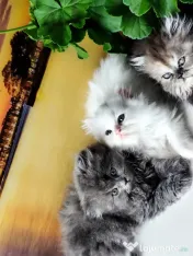 pisoiași superpufosi persani caută familii iubitoare