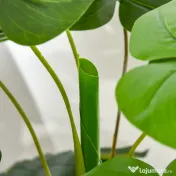 HOMCOM Monastera Planta Artificiala de Interior si Exterior, Planta Artificiala cu efect Realist cu 20 de Frunze, 120 cm 