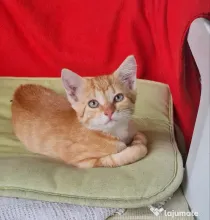 Vând un pisoi mascul roșcat fermecător.