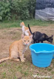 Vând un pisoi mascul roșcat fermecător. 