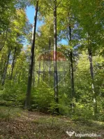DE VÂNZARE – FOND FORESTIER PRIVAT | 100,9 ha | Județ...