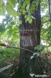 DE VÂNZARE – FOND FORESTIER PRIVAT | 100,9 ha | Județ... 