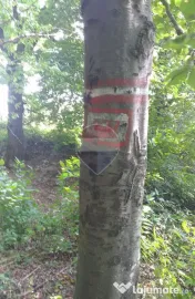 DE VÂNZARE – FOND FORESTIER PRIVAT | 100,9 ha | Județ... 