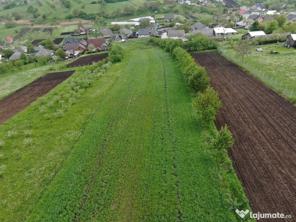 Teren intravilan 5.000 mp | Gaz + curent trifazic | Valea Arini – Bălțătești