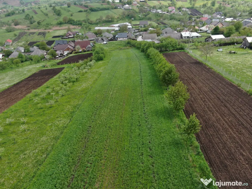 Teren intravilan 5.000 mp | Gaz + curent trifazic | Valea Arini – Bălțătești