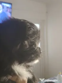 Shih-tzu cățelușa 2 luni