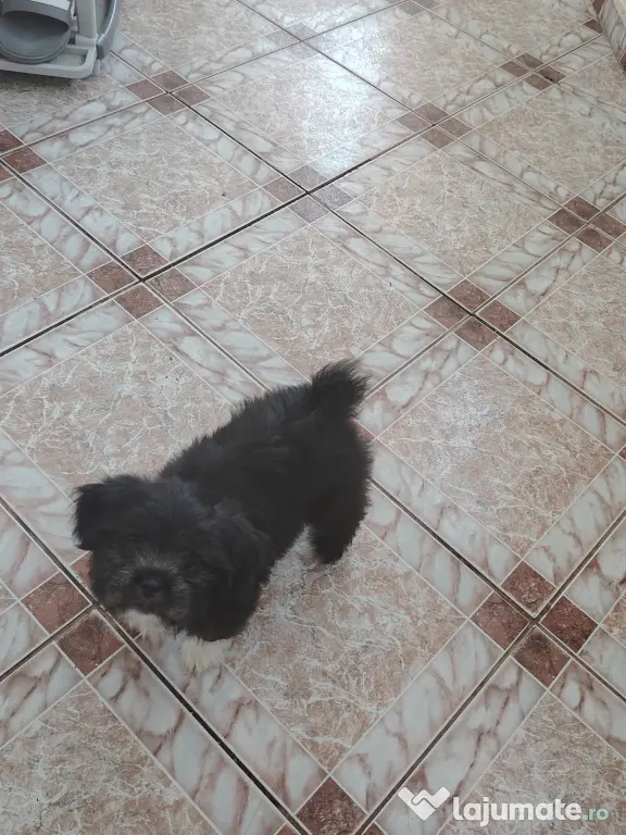 Shih-tzu cățelușa 2 luni