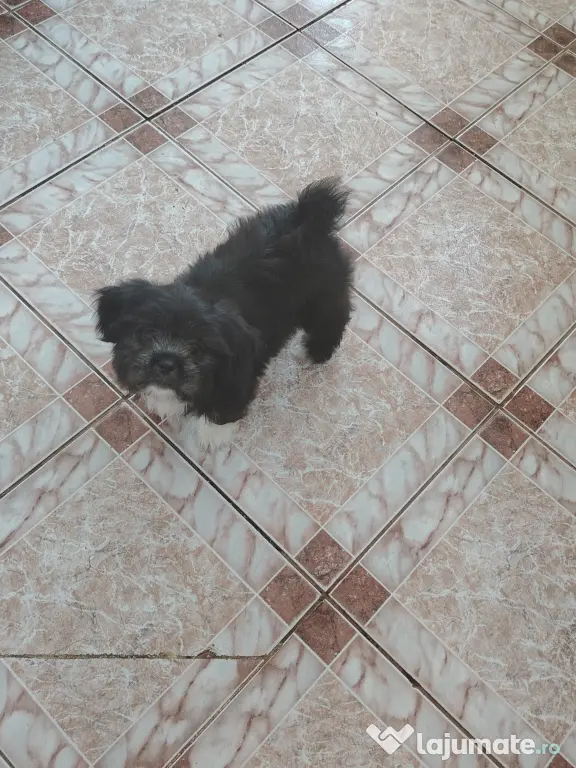 Shih-tzu cățelușa 2 luni
