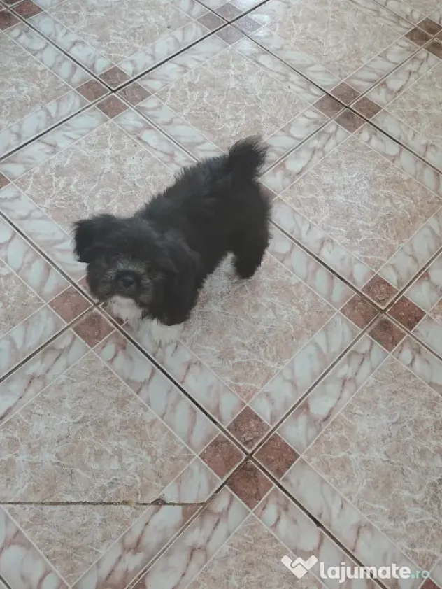 Shih-tzu cățelușa 2 luni