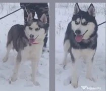 Caut stăpâni pt. căței husky.